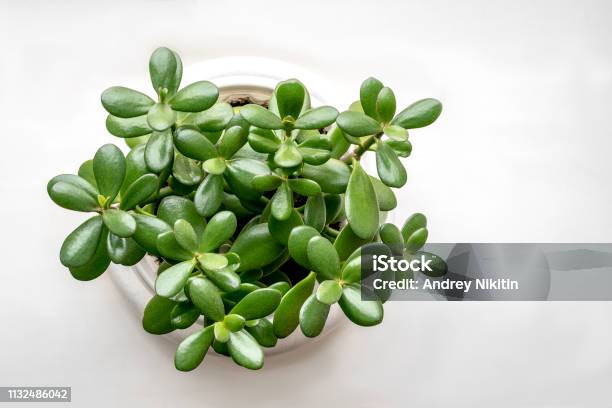 Succulent Houseplant Crassula In A Pot On A White Background Stock Photo - Download Image Now