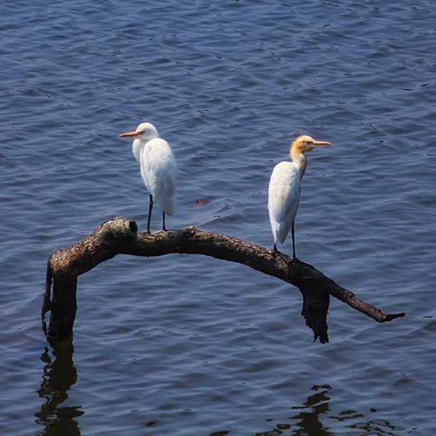 istock Cattle Egret birds sitting on a branch in lake water 1132488036