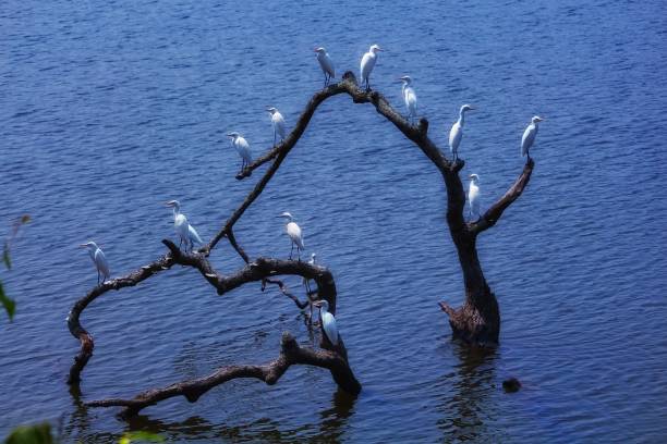 istock Cattle Egret birds sitting on a branch in lake 1132488139