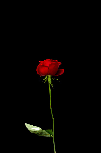 Flower of a red rose.