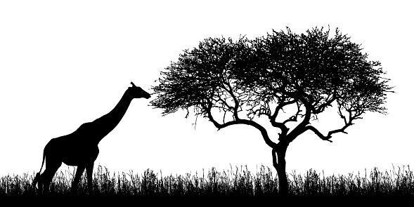 Illustration of giraffe silhouettes and acacia tree with grass in african safari in kenya - isolated on white background - vector