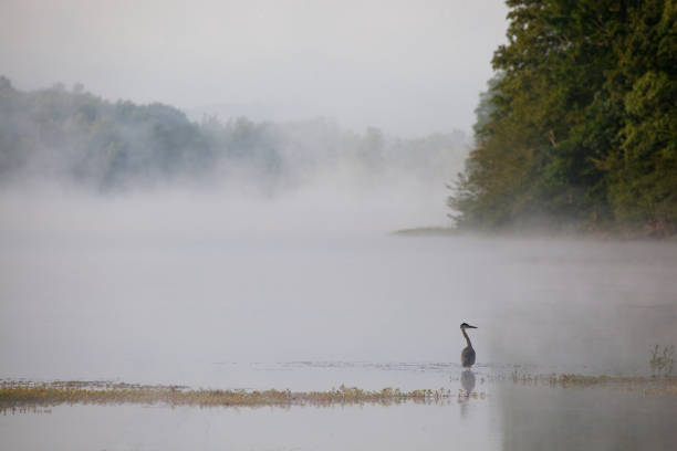 istock Blue Heron in Morning Fog 1132489574