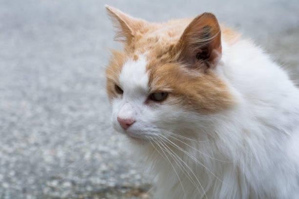 istock portrait of a Norwegian cat 1132489756