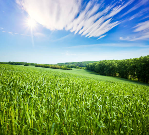 istock Captivating scene of the countryside in sunlight. 1132490814