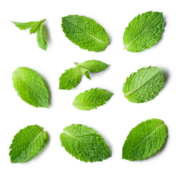 Mint leaves on white Rich collection of fresh mint leaves, isolated on white background mint leaf culinary stock pictures, royalty-free photos & images