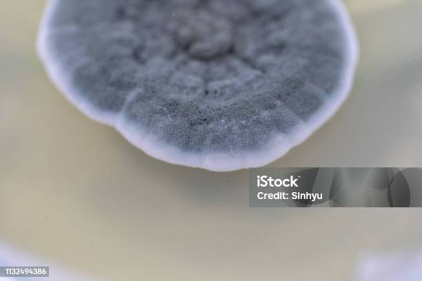 Penicillium Ascomycetous Fungi Are Of Major Importance In The Natural Environment As Well As Food And Drug Production Stock Photo - Download Image Now