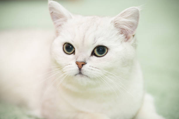 istock beautiful young cat breed Scottish chinchilla straight 1132495991