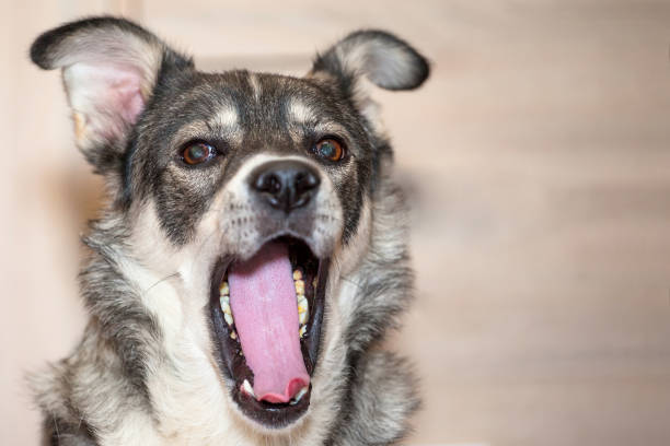 istock close up gray dog with mouth wide open, copy space 1132496062