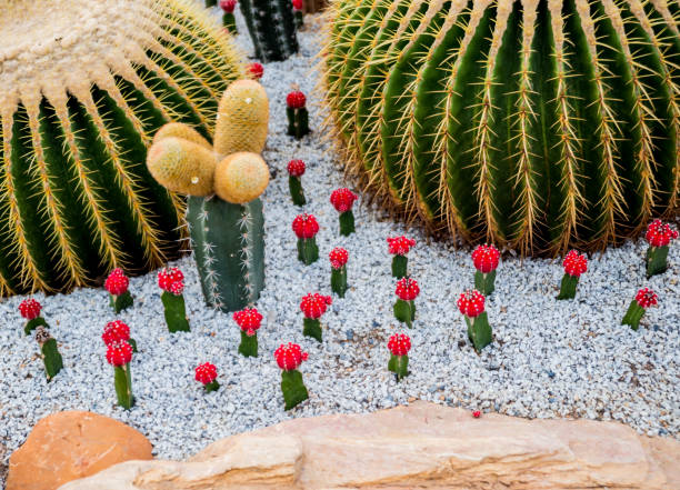 istock Collection beautiful prickly cacti in the greenhouse 1132496435