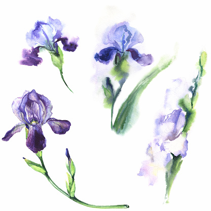 Watercolor illustration. Set of purple irises on a white background.