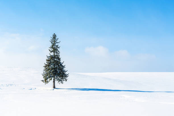 istock Winter scenery.Biei Hokkaido Japan 1132500998