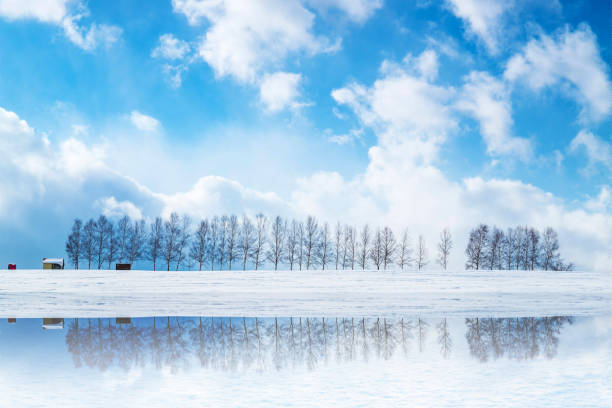 Snowy Hills and Birch Trees in Biei Biei Town, Hokkaido, Japan, Agriculture, Backgrounds mirror lake stock pictures, royalty-free photos & images