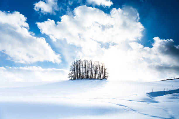 istock Snowy Hills and Birch Trees in Biei 1132501102