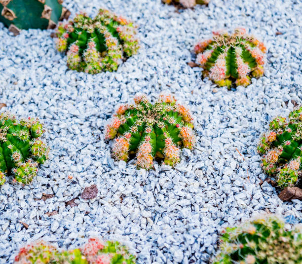 istock Collection beautiful prickly cacti in the greenhouse 1132501492