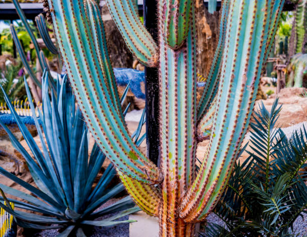 Collection beautiful prickly cacti in the greenhouse. Background