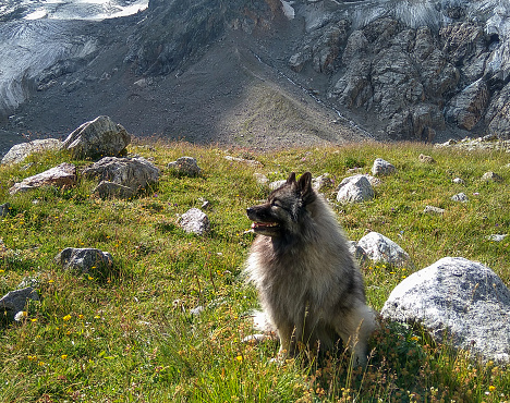 Keeshond / Wolfspitz sits on a green alpine meadow in the Caucasus Mountains. Smile on dog's face