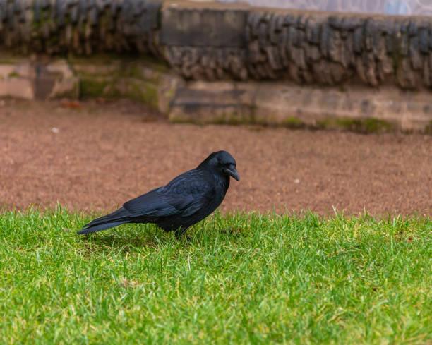A black crow standing on the green grass looking to the left