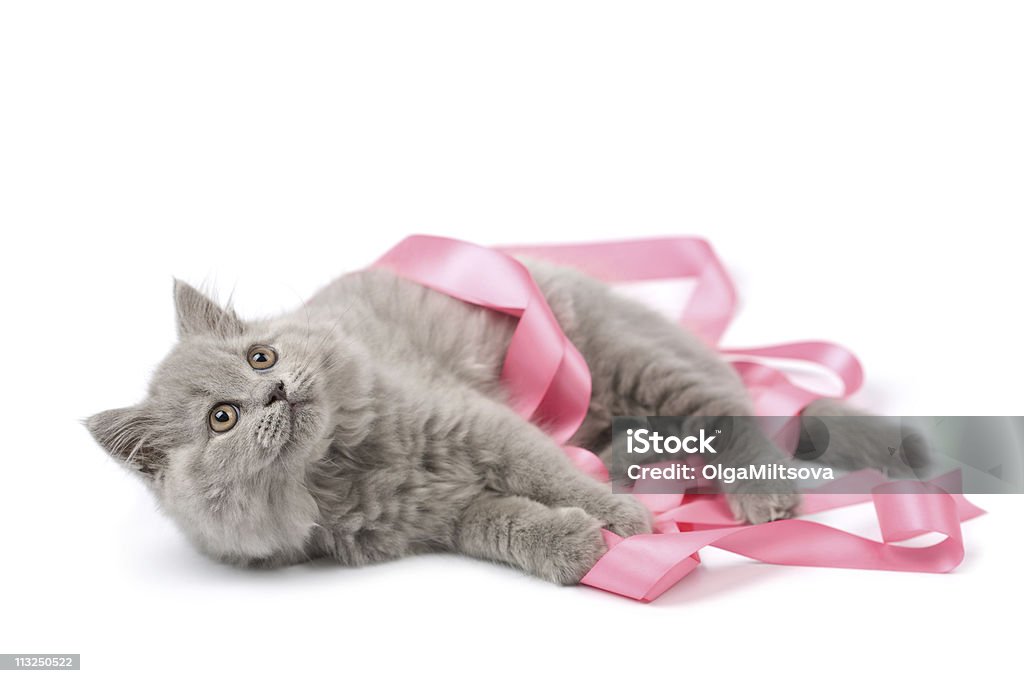 Linda mascota británico jugando con cinta rosa aislado - Foto de stock de Acostado libre de derechos