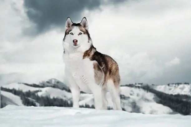 Photo of Gorgeous Siberian Husky dog standing on top of mountain next to cliff.