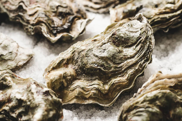 istock Delicious raw fresh oysters, close-up 1132507804
