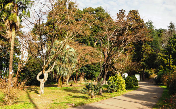 istock Batumi botanical park and natural vegetation 1132507976
