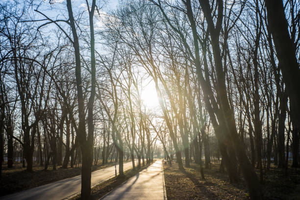 istock forests, sand trails, sun and winter 1132508951