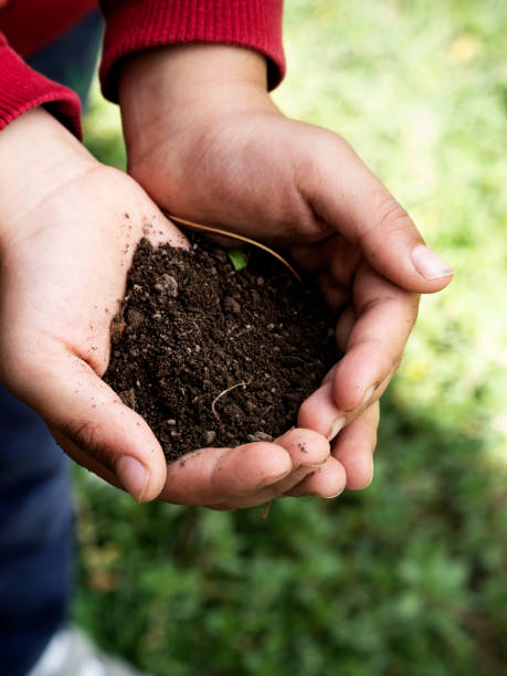 istock Close up hand holding soil peat moss,Garden Hands, 1132510058