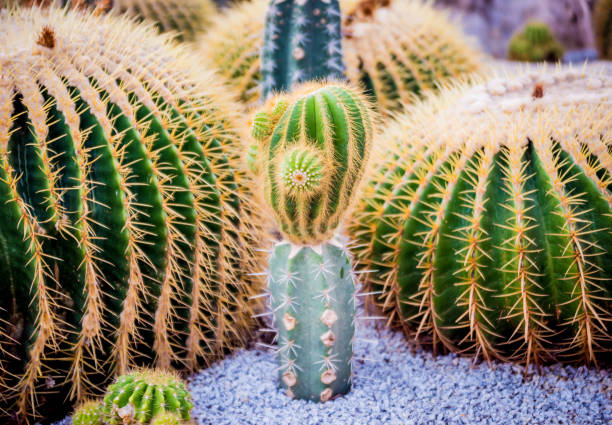 istock Collection beautiful prickly cacti in the greenhouse 1132510604