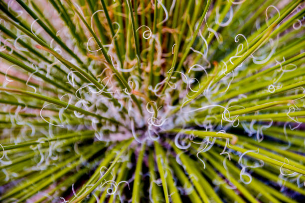 istock Beautiful macro shots of prickly cactus. Background and textures 1132514428