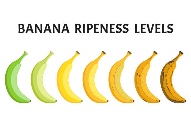 ilustrações de stock, clip art, desenhos animados e ícones de banana ripeness levels vector set isolated on white background - rotting banana vegetable fruit