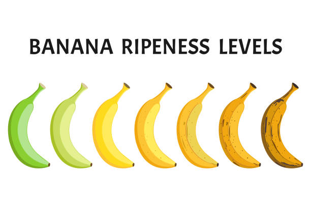 банановая спелость уровней вектора установлена изолированной на белом фоне - white background freshness variation brown stock illustrations