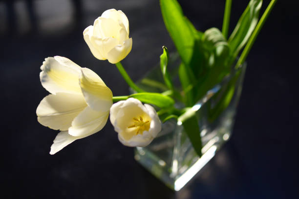 tulipan kwiatowy - tulipe cup zdjęcia i obrazy z banku zdjęć