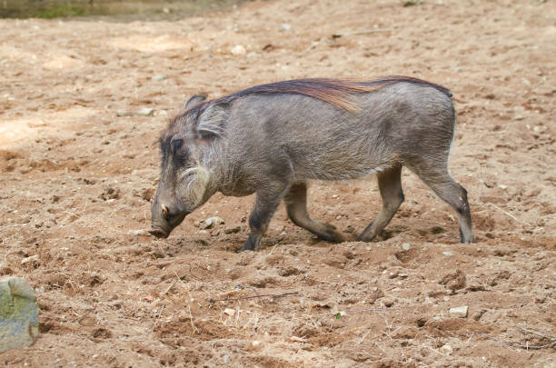 istock Desert warthog, full body, close up. 1132518437