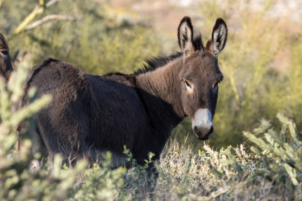 istock Cute Wild Burro in Arizona 1132518902