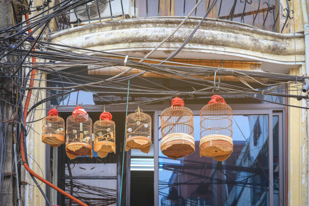 Birds in the cages in streets Hanoi old quarter. Vietnam