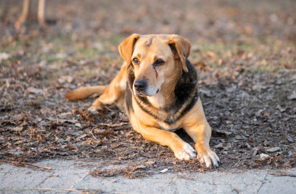 istock Homeless dog in park 1132520834