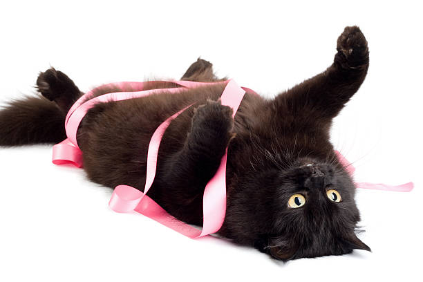 1,600+ Cat Playing With Ribbon Stock Photos, Pictures & Royalty