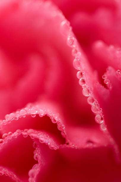 istock macro of pink carnation flower with water droplets 113252142
