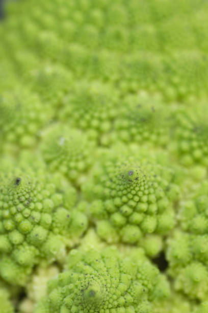 istock Detail of romanesco broccoli 1132522483