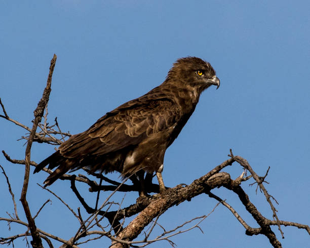 Brown Snake Eagle in Kruger National Park Brown Snake Eagle (Circaetus cinereus), sitting in a tree in Kruger National Park, North-Eastern South Africa. brown snake eagle stock pictures, royalty-free photos & images