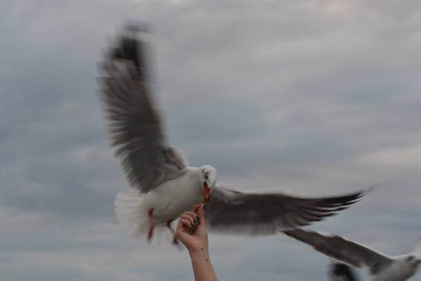 istock seagull spreading wings flying to eat crackling from  hand feeding 1132522933