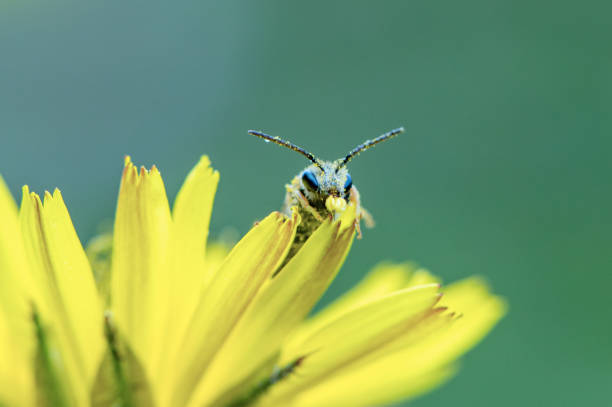 Curious insect with pollen in it mouth from the front on a dandelion flower