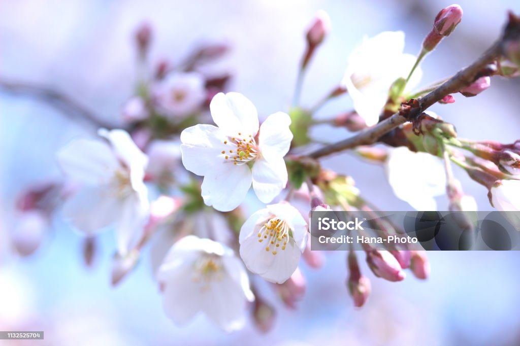 Sakura (Someiyoshino) - Lizenzfrei Kirschblüte Stock-Foto