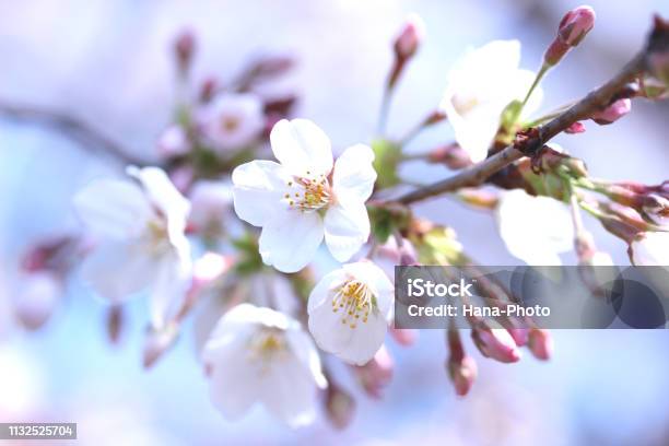 Sakura Stockfoto und mehr Bilder von Kirschblüte - Kirschblüte, Frühling, Kirschbaum