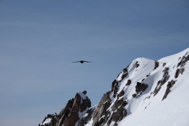 istock A bird flying above the Presena glacier 1132526915