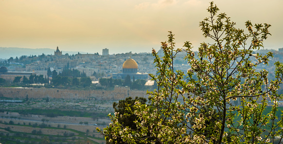 Blossoming almond tree with Jerusalem view in the background