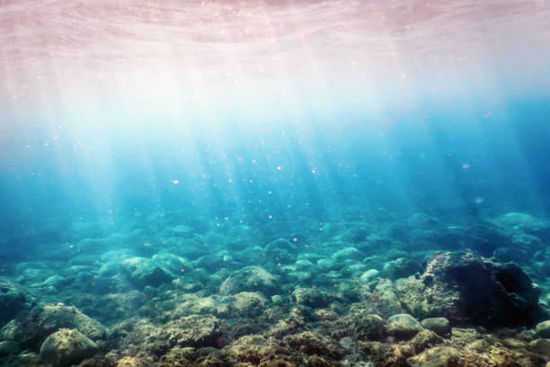 istock Sea Life Underwater rocks Sunlight, Underwater Life. 1132527172