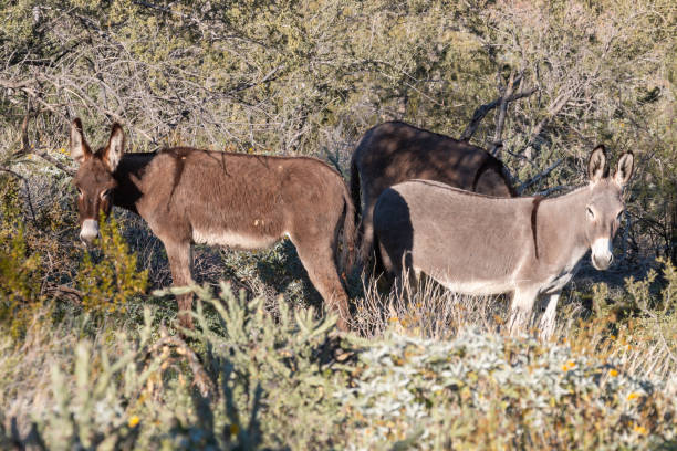 istock Wild Burros in the Arizona Desert 1132533563