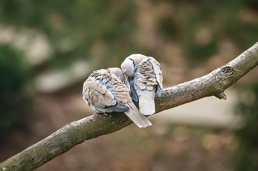 Lovely turtledove. Birds sleep on the branch.