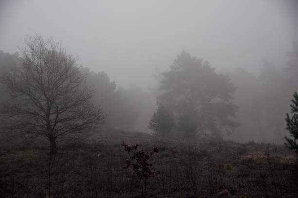 Misty heath Misty morning in the heath area cold Brunssummerheide rustige scène stock pictures, royalty-free photos & images